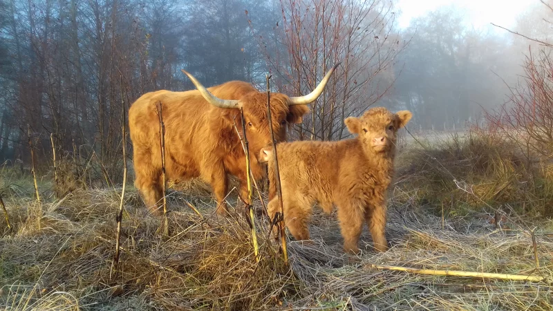 Vaches écossaises, prairies morvandelles !