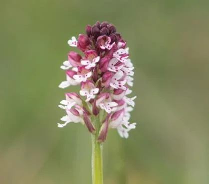 Les orchidées de la Vallée du Pressoir