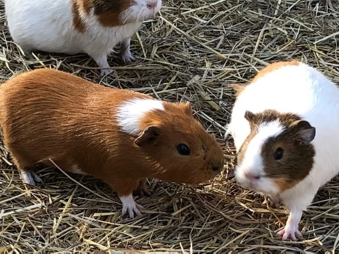 LES PETITIS RONGEURS