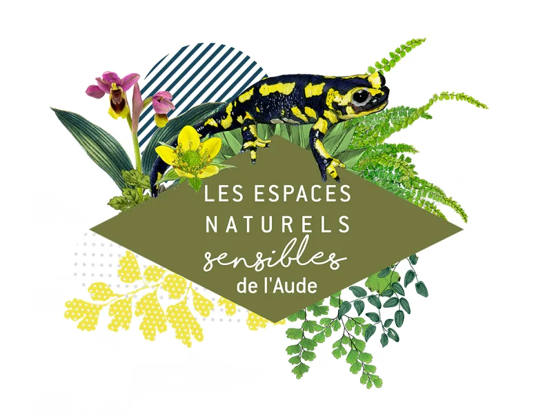 ENS - DE LA GARANCE DES TEINTURIERS À CARCASSONNE ?