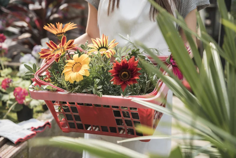 Balades découverte des plantes sauvages