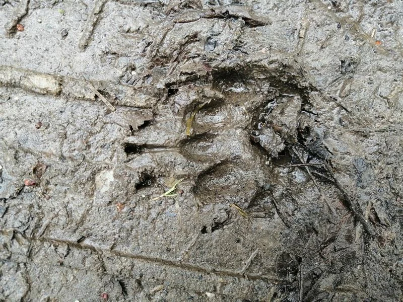 Sortie : traces et indices dans l'Ill*Wald
