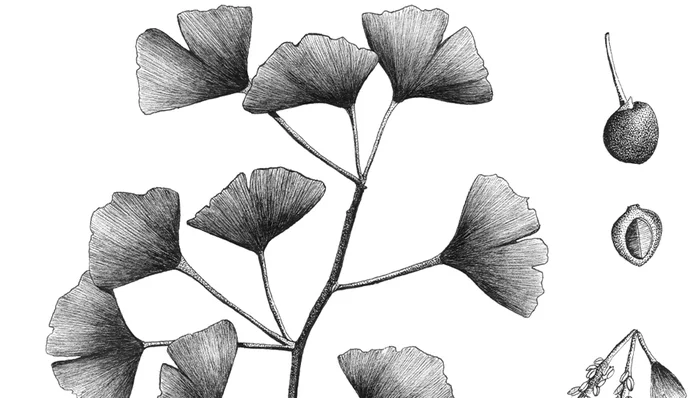 Atelier d'illustrations scientifiques (à partir de 6 ans)