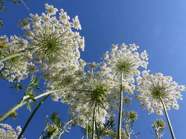 Balade nature : les plantes en chemin