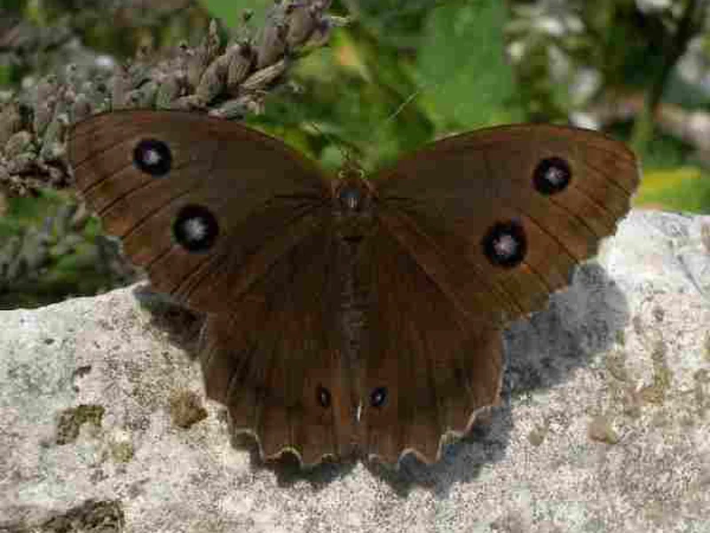 Papillons de Brenne (dans les pas de Maurice)