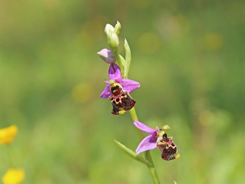 Safari orchidées