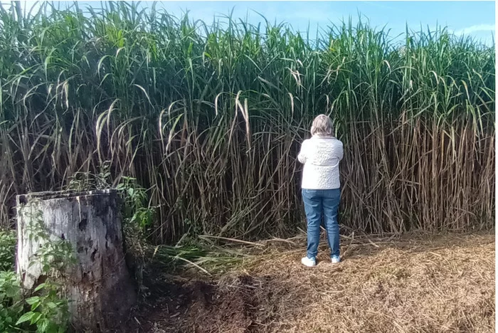 Webinaire Miscan'Plus - Le miscanthus et l'environnement sociétaux et ses limites