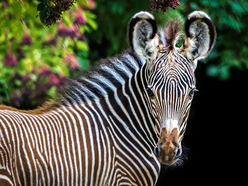 Journée découverte au zoo de Mulhouse