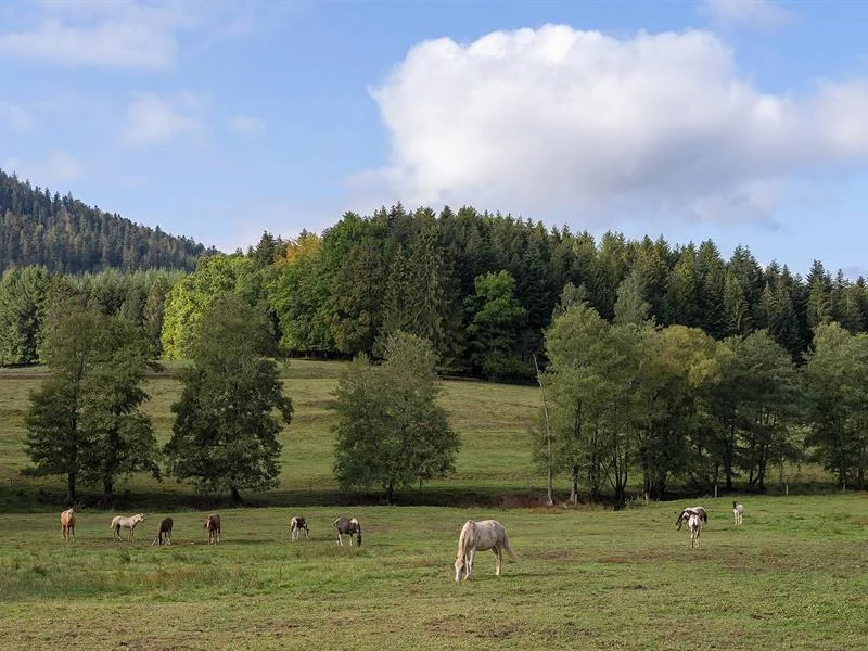 Sentiers Plaisir : La clairière du Hang