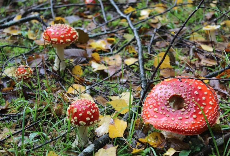 Exposition de champignons