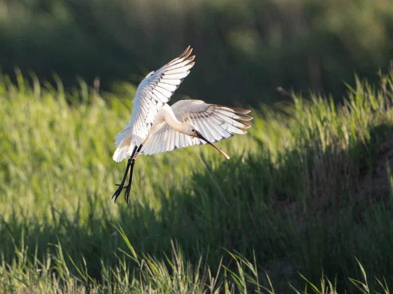 Sortie Natura 2000 : A la découverte des oiseaux migrateurs