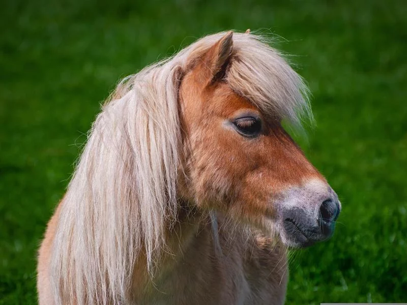 Balades en poney
