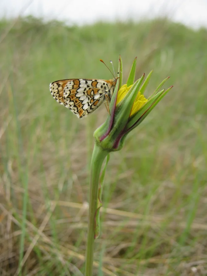 Papillons et cie