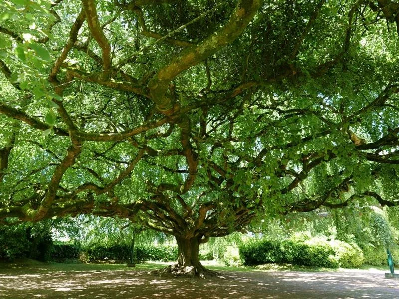 Ciné-débat - Les arbres remarquables
