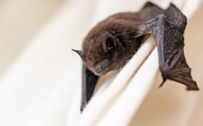 La nuit internationale de la chauve-souris