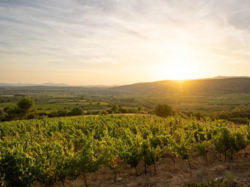 BALADE VIGNERONNE