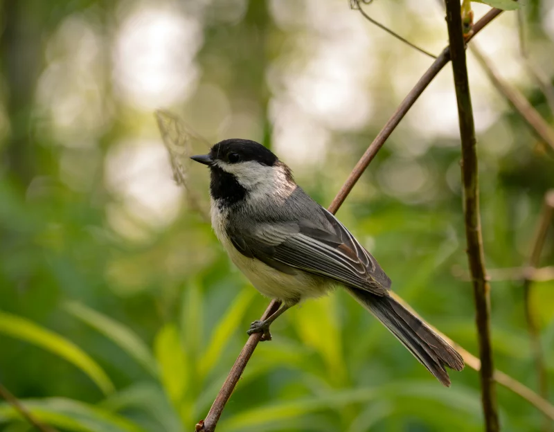 SORTIE CHANTS D'OISEAUX