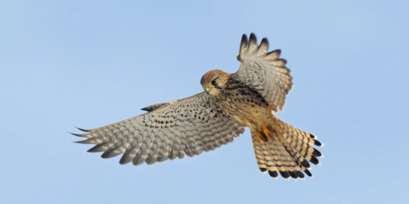 FAUCON CRÉCERELLETTE (ET AUTRES OISEAUX)