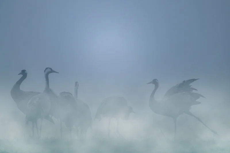 A la rencontre des Grues cendrées