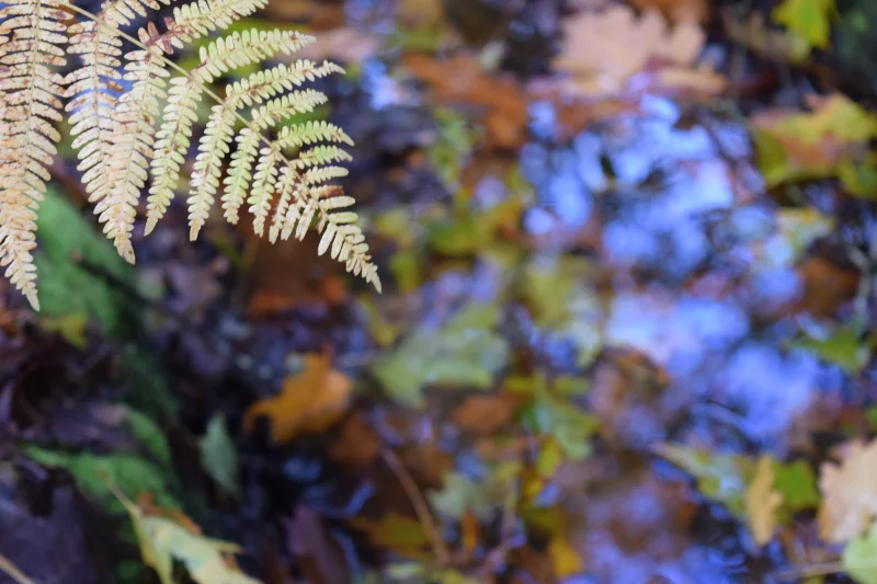 Sortie Nature : Biodiversité en carrière