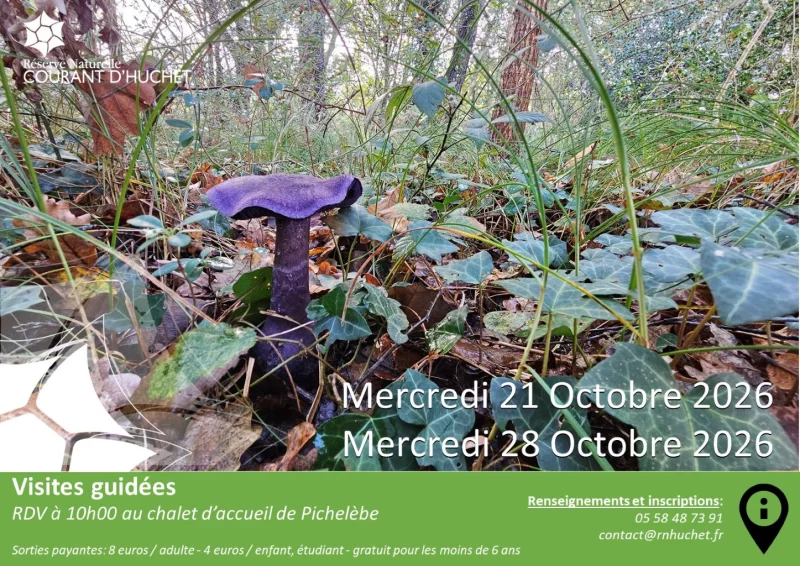 Partez à la découverte de la Réserve Naturelle du Courant d'Huchet