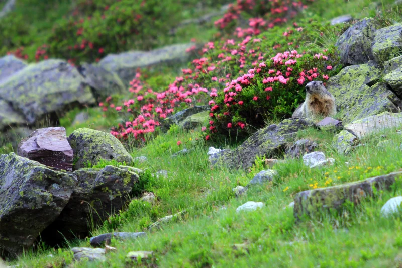 Sur les traces des marmottes