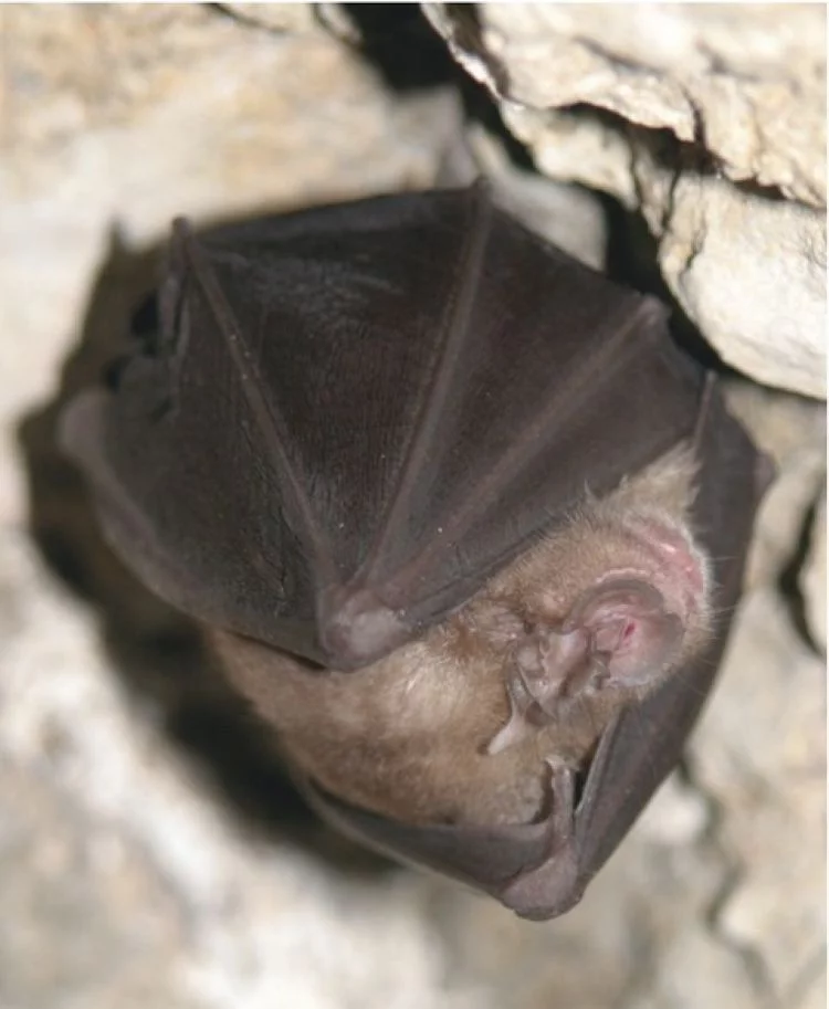 La nuit de la chauve-souris au Château d’Assier
