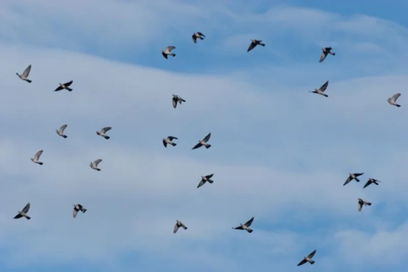 Observer les oiseaux migrateurs sur la Corniche basque