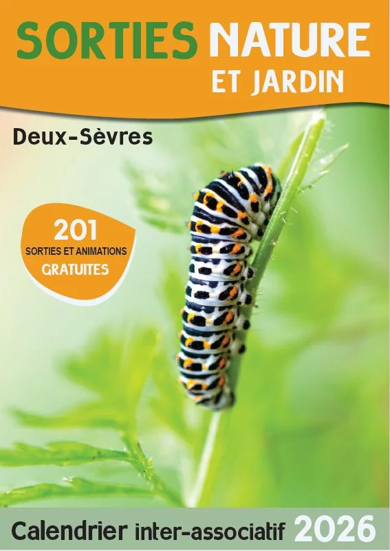 SORTIE NATURE : LA ROUQUINE DU BOCAGE DOIT ÊTRE DÉMASQUÉE