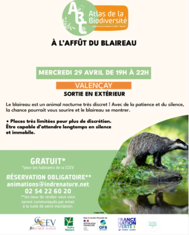 À l'affût du blaireau