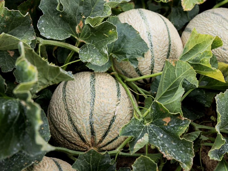 FÊTE DU MELON