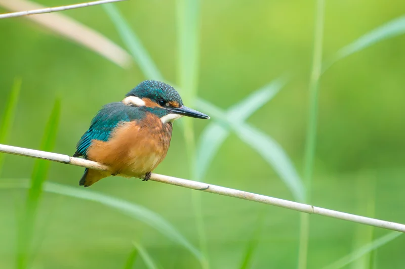 Les oiseaux au fil des saisons