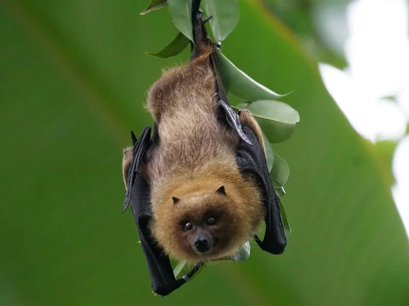 Sortie chauve-souris