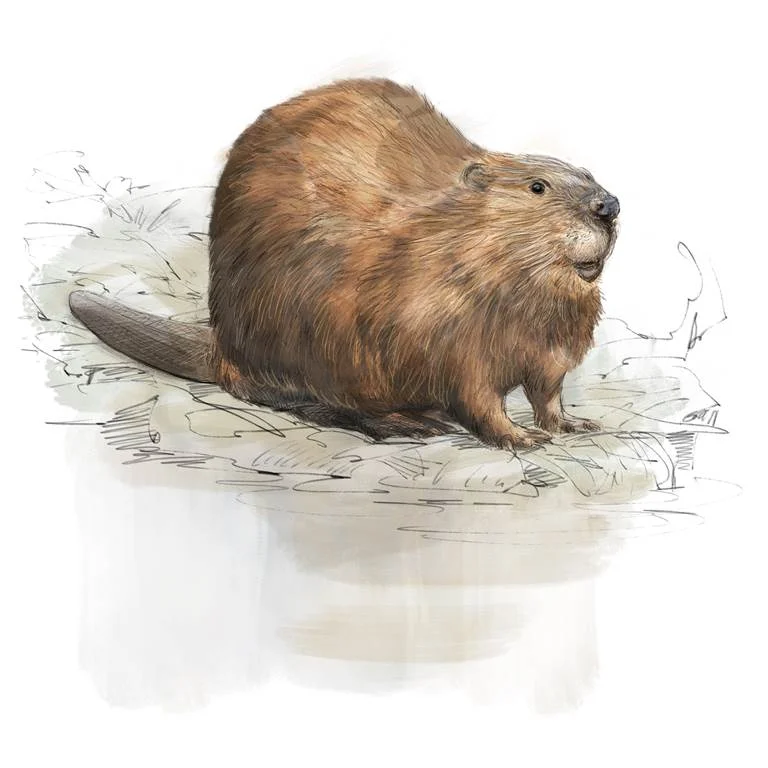 Sur les traces du castor d'Europe