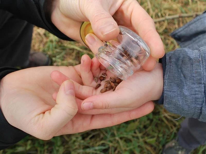 Atelier création d'un jardin médicinal