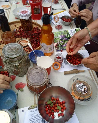 Ateliers-cueillettes de plantes sauvages