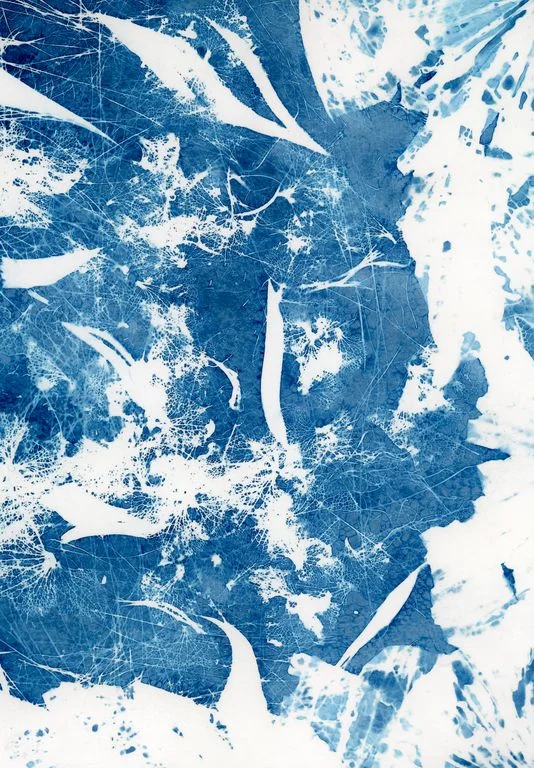 Lumière sur les prairies fleuries