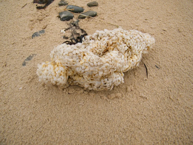 Trésors du haut de plage