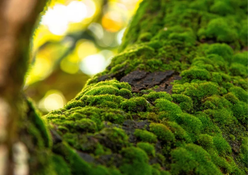 Micro-Safari : les mousses à portée de loupe !