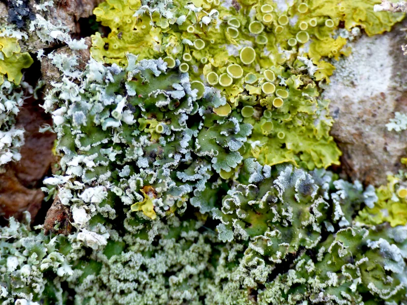 Les lichens et la santé