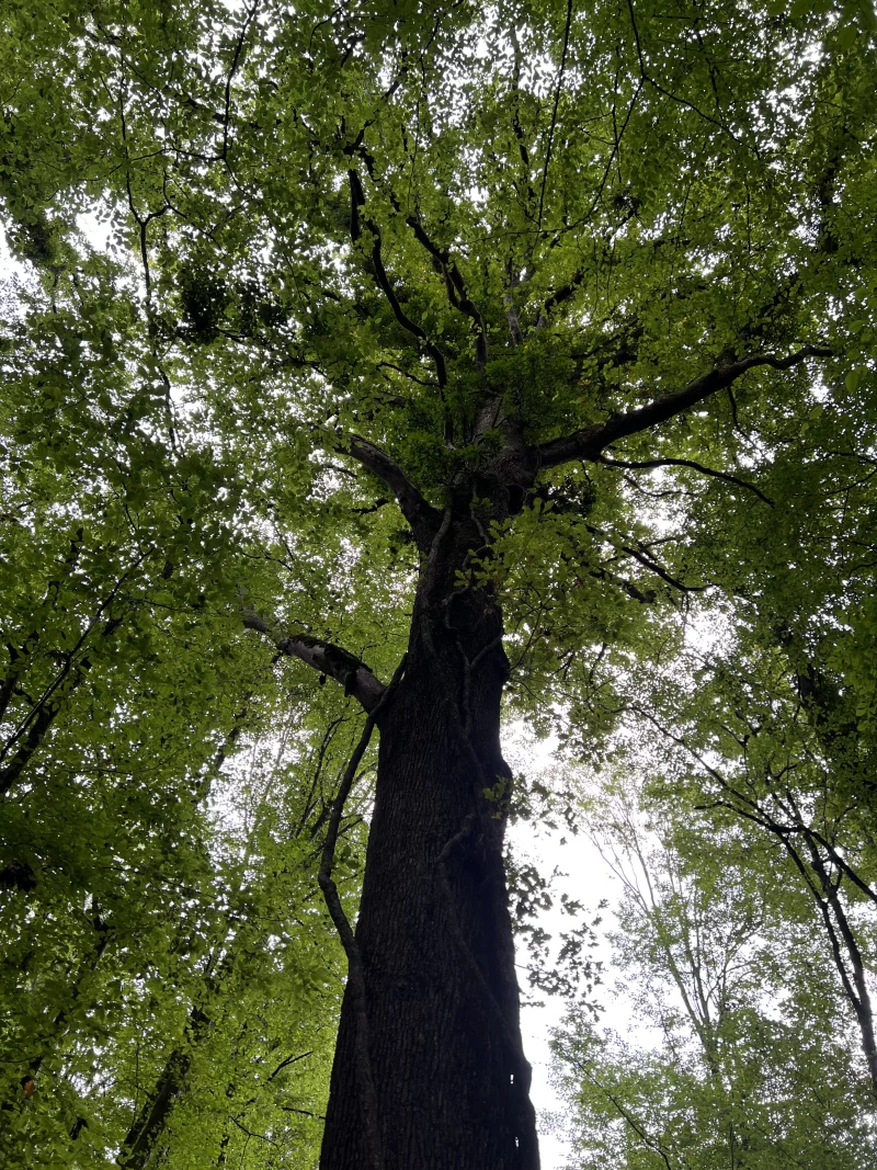 Sortie nature : L'arbre, ma vision d'artiste
