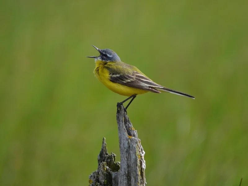 Les oiseaux communs du lac de la Prade