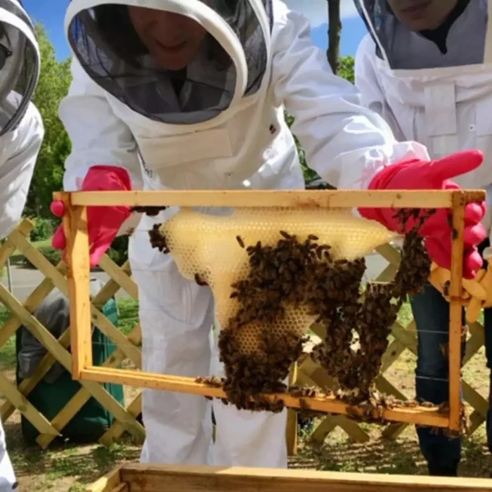 Découverte de l'apiculture autour de Toulouse