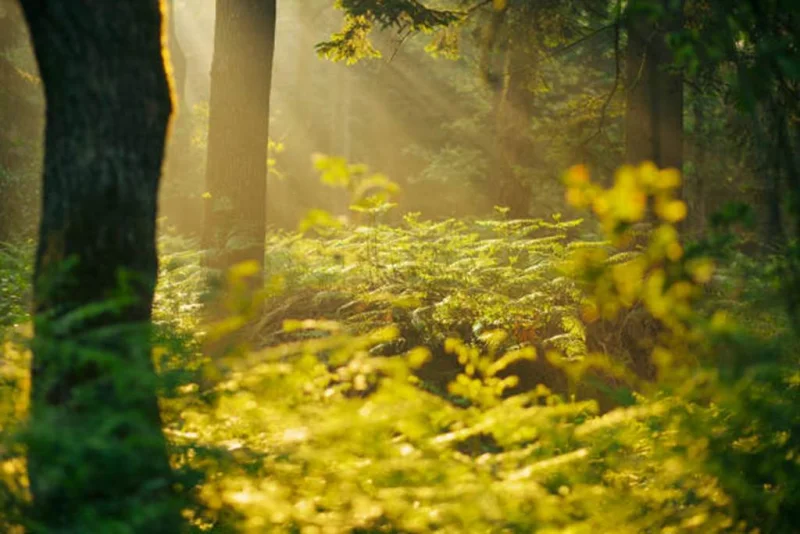 La forêt: un allié santé!