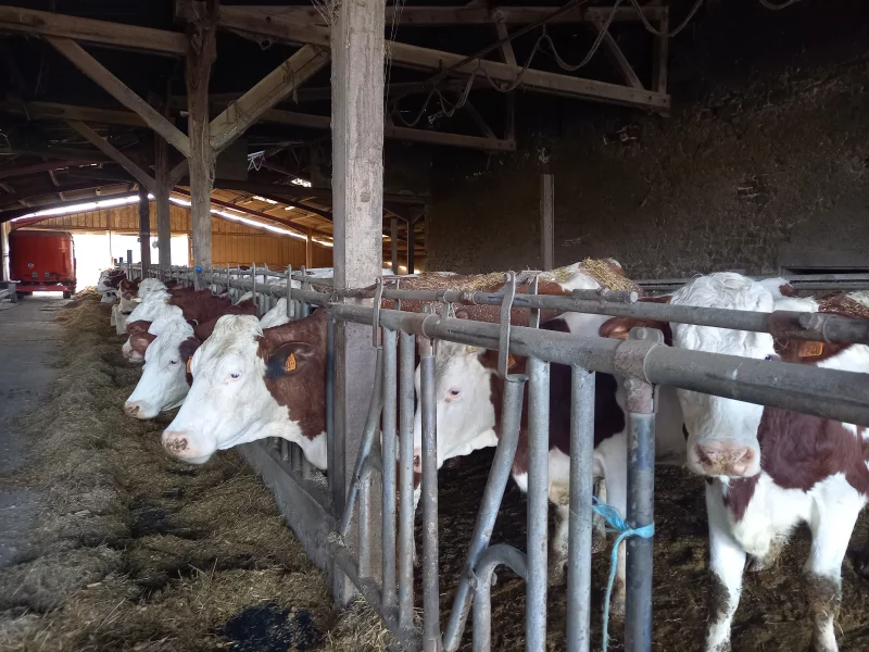 Oh la vache ! Visite d'une exploitation fromagère familiale
