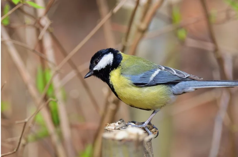 Initiation aux chants d'oiseaux, Marais d'Orx
