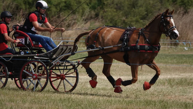Concours d'attelage amateur, élevage, club