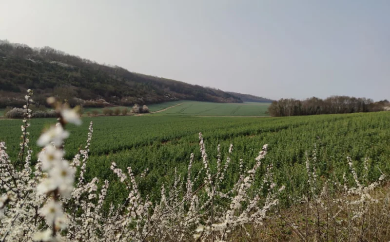 Balade découverte de la biodiversité d'un coteau calcaire
