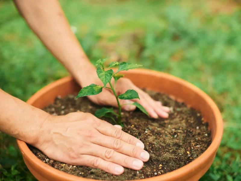 Troc de plants de légumes et fleurs