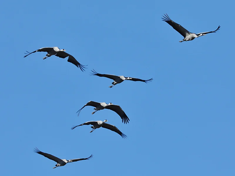 Grues cendrées